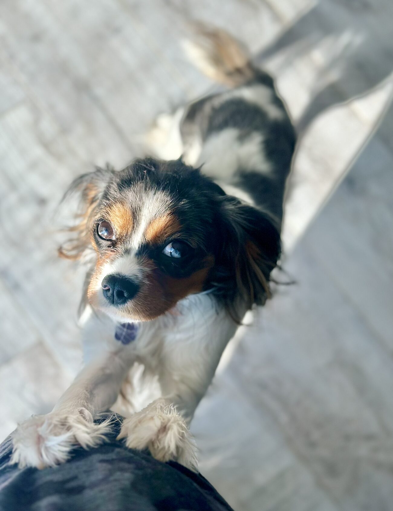 Bella, our Cavalier King Charles Spaniel
